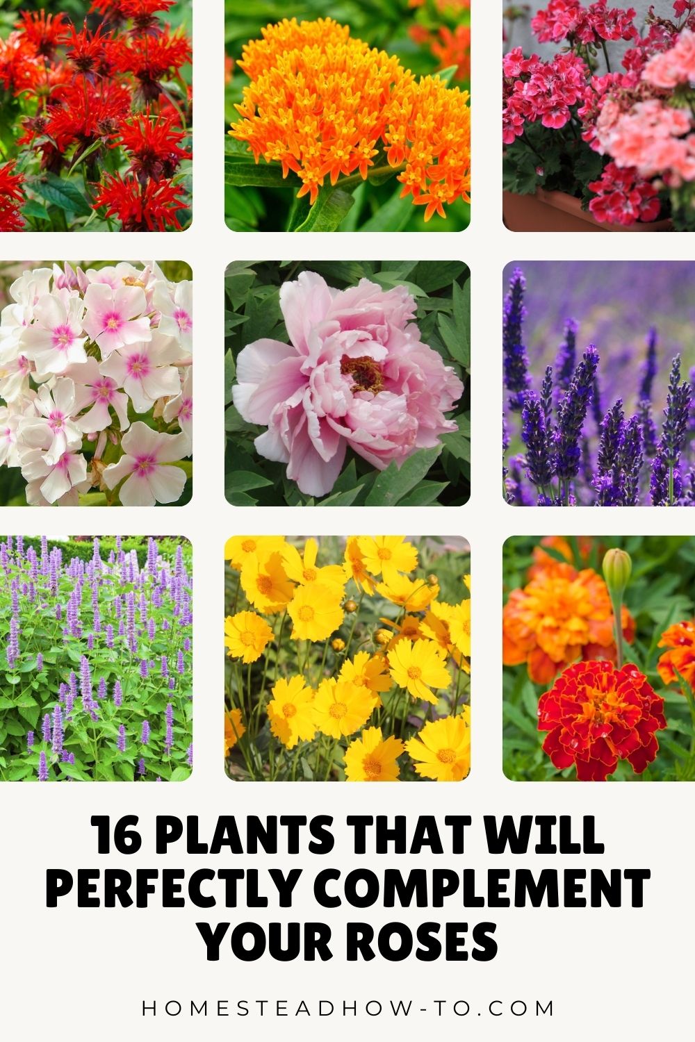 16 Plants That Will Perfectly Complement Your Roses