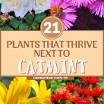 21 Plants That Thrive Next to Catmint