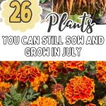26 Plants You Can Still Sow and Grow in July