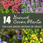 14 Ground Cover Plants You Can Grow Instead of Grass