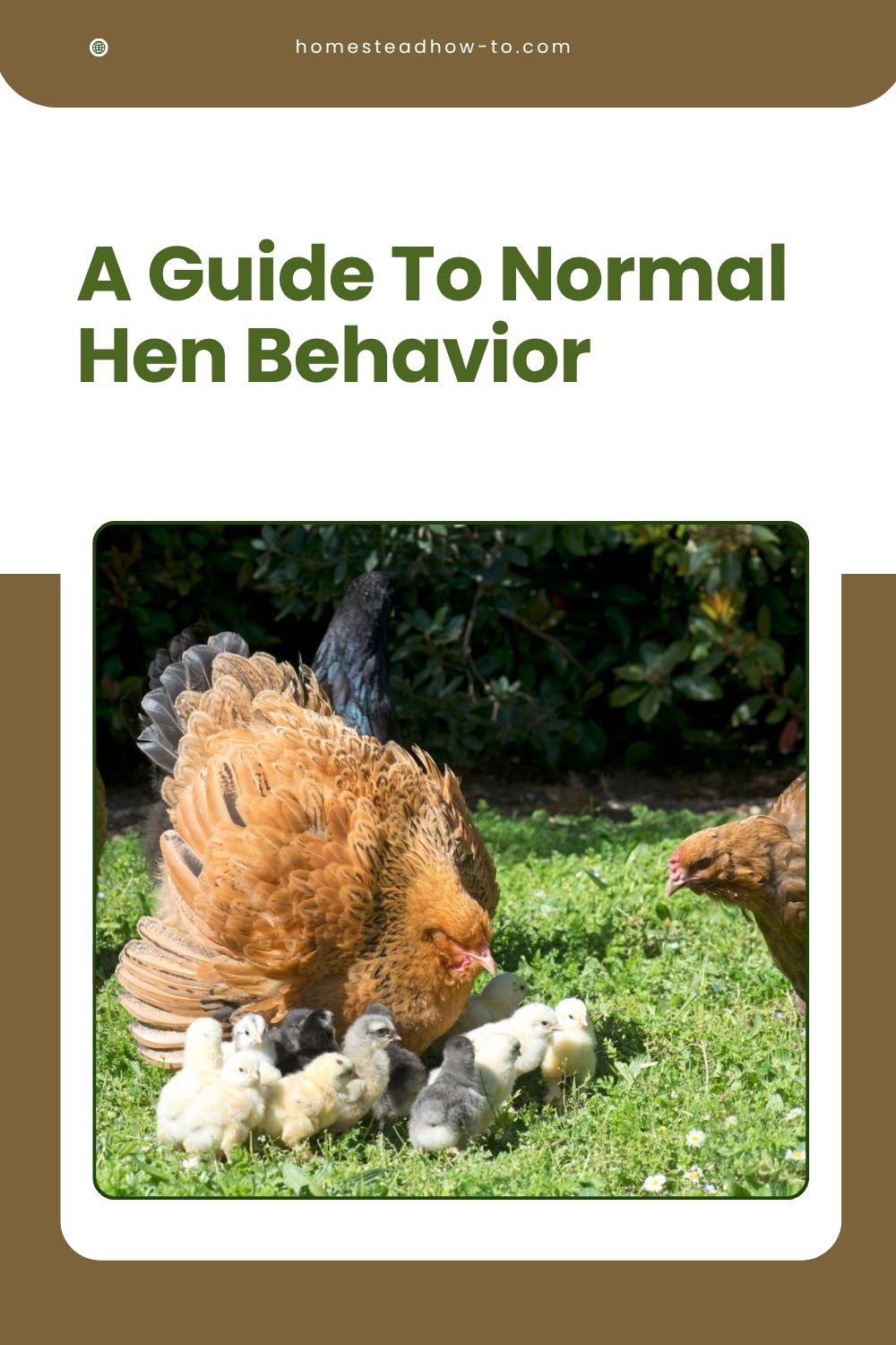 A Guide To Normal Hen Behavior