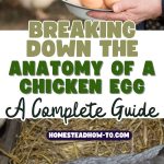 Breaking Down the Anatomy of a Chicken Egg A Complete Guide
