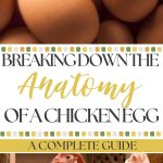 Breaking Down the Anatomy of a Chicken Egg A Complete Guide