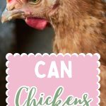 Can Chickens Eat Meat