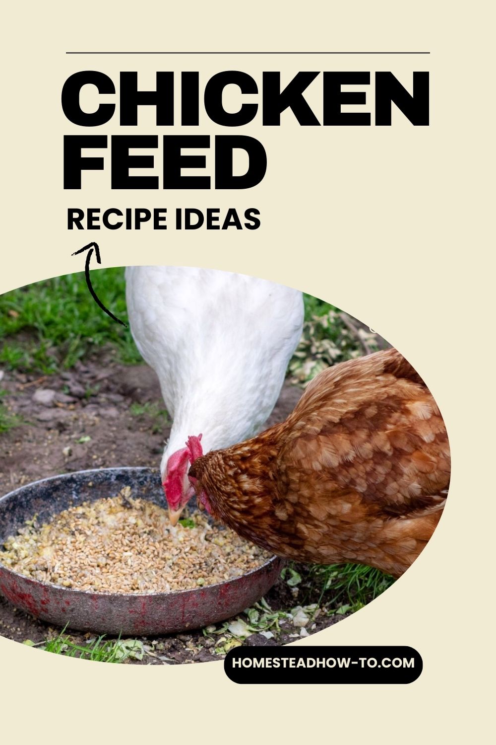 13 Superfoods To Feed Your Chickens For More Protein