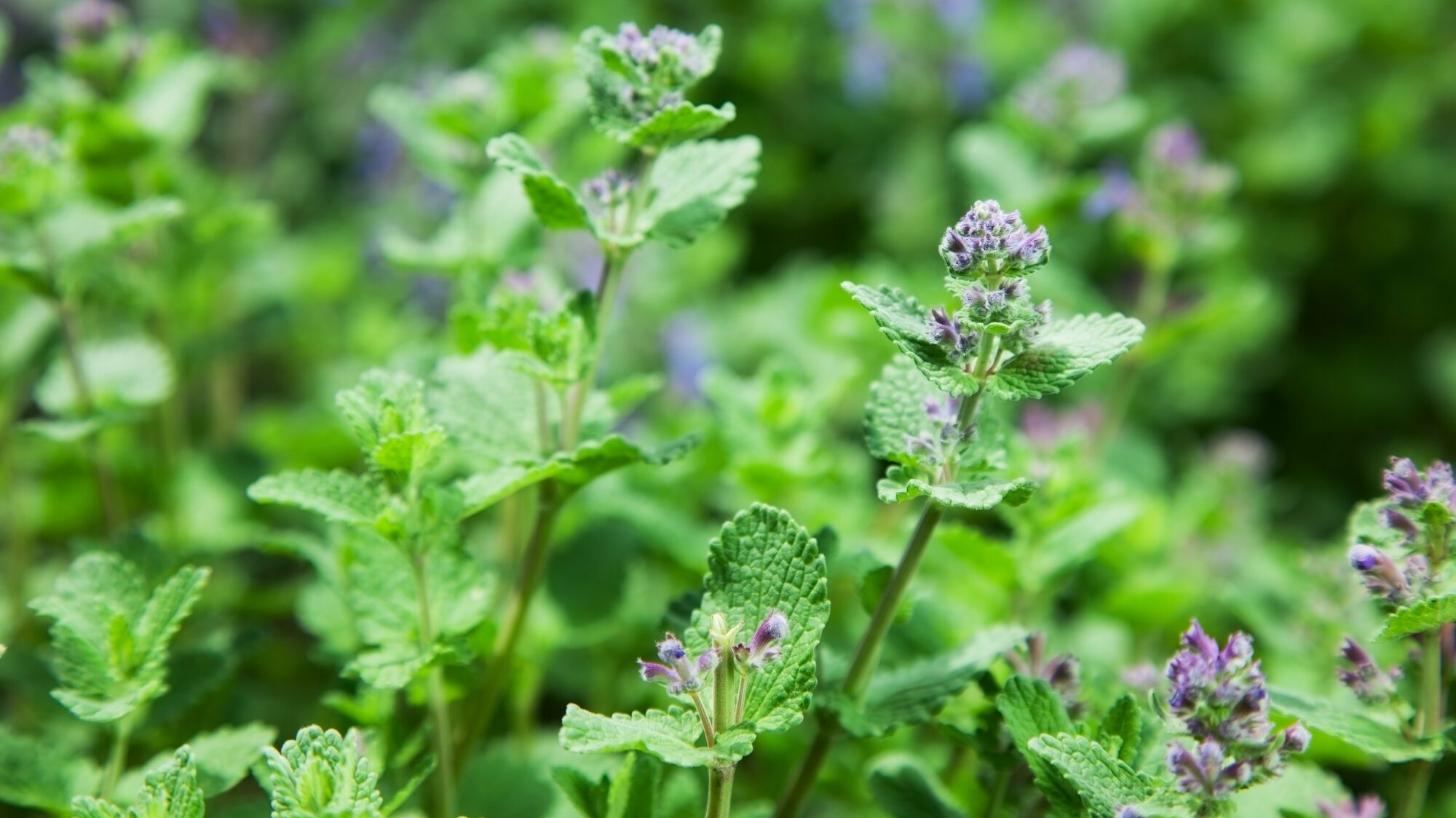 How to Keep Spiders Out of Your Home 2 herb mint catnip. nature