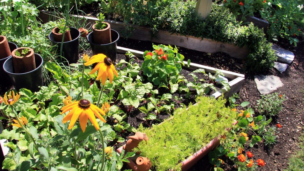 How Epsom Salt Can Help Your Plants and Garden Thrive 1 Clay soil can benefit from tilling, especially when creating new garden beds. This will help to aerate the soil and prevent compaction.