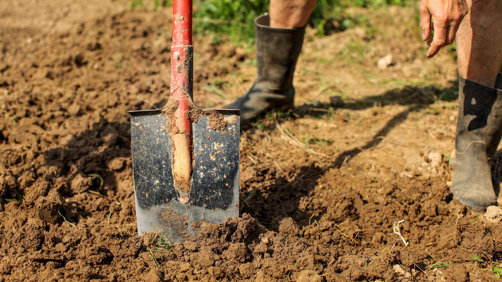 18 Surprising Gardening Mistakes Almost Everyone Makes 15 Detail on old spade in clay soil, senior man wearing dirty black rubber wellington boots, leaning on it . Spring gardening. clay soil