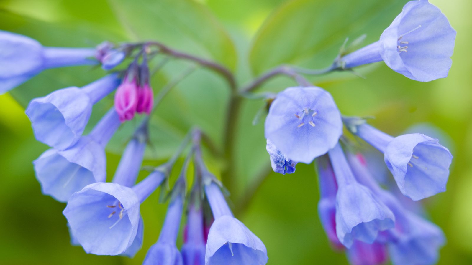 Close up of bluebells in April