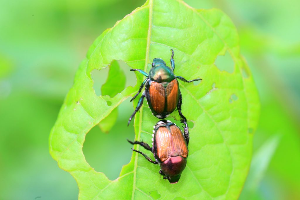 japanese beetles on crop