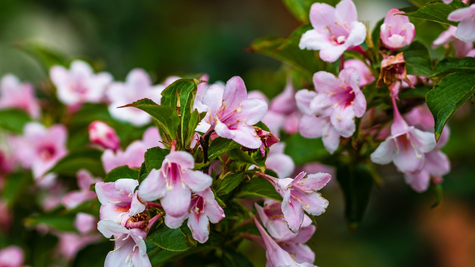 Close up of beautiful pink flowers Weigela isolated in garden.