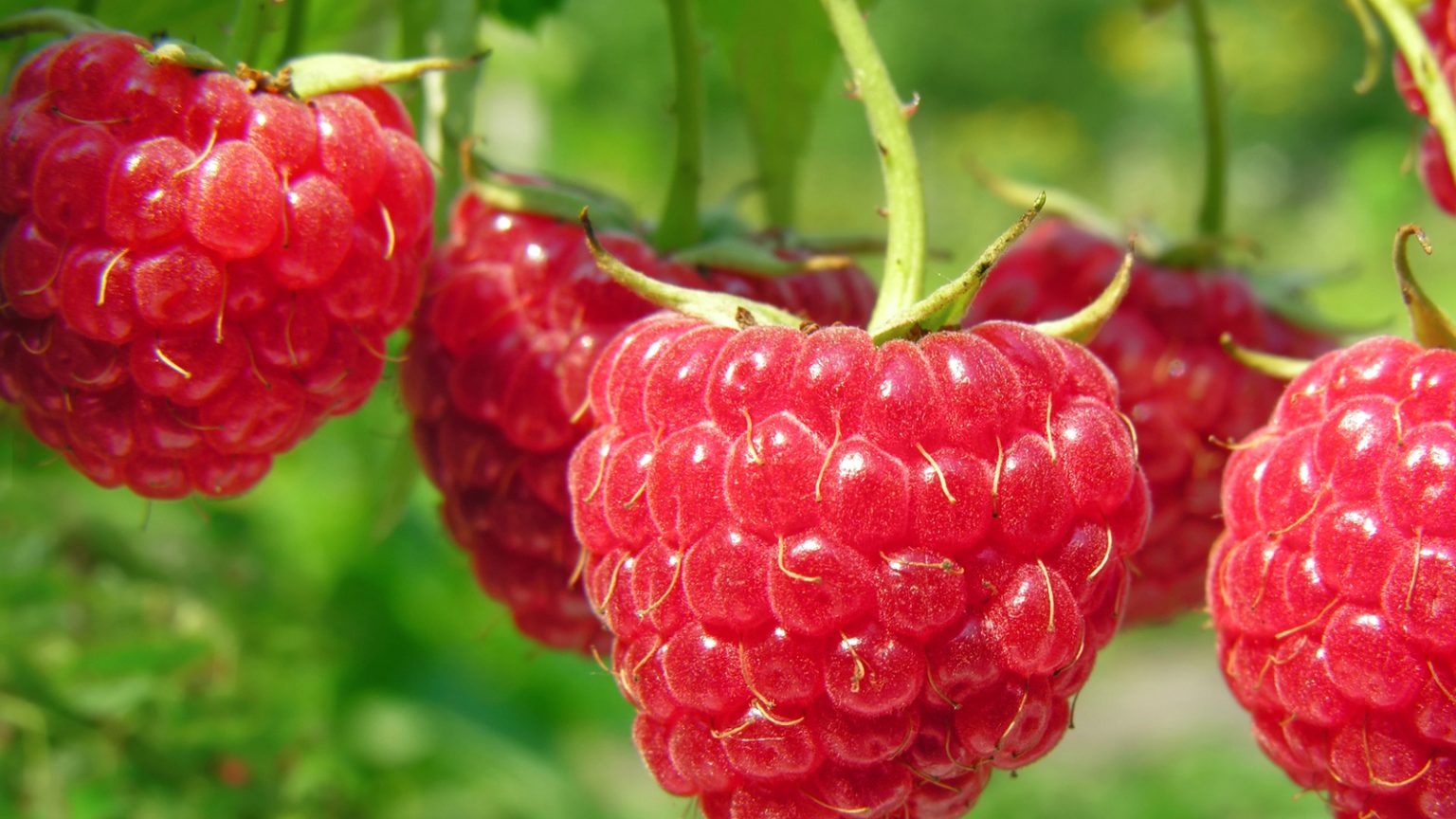 Ten Raspberries How To Grow A Year's Supply Of Fruit