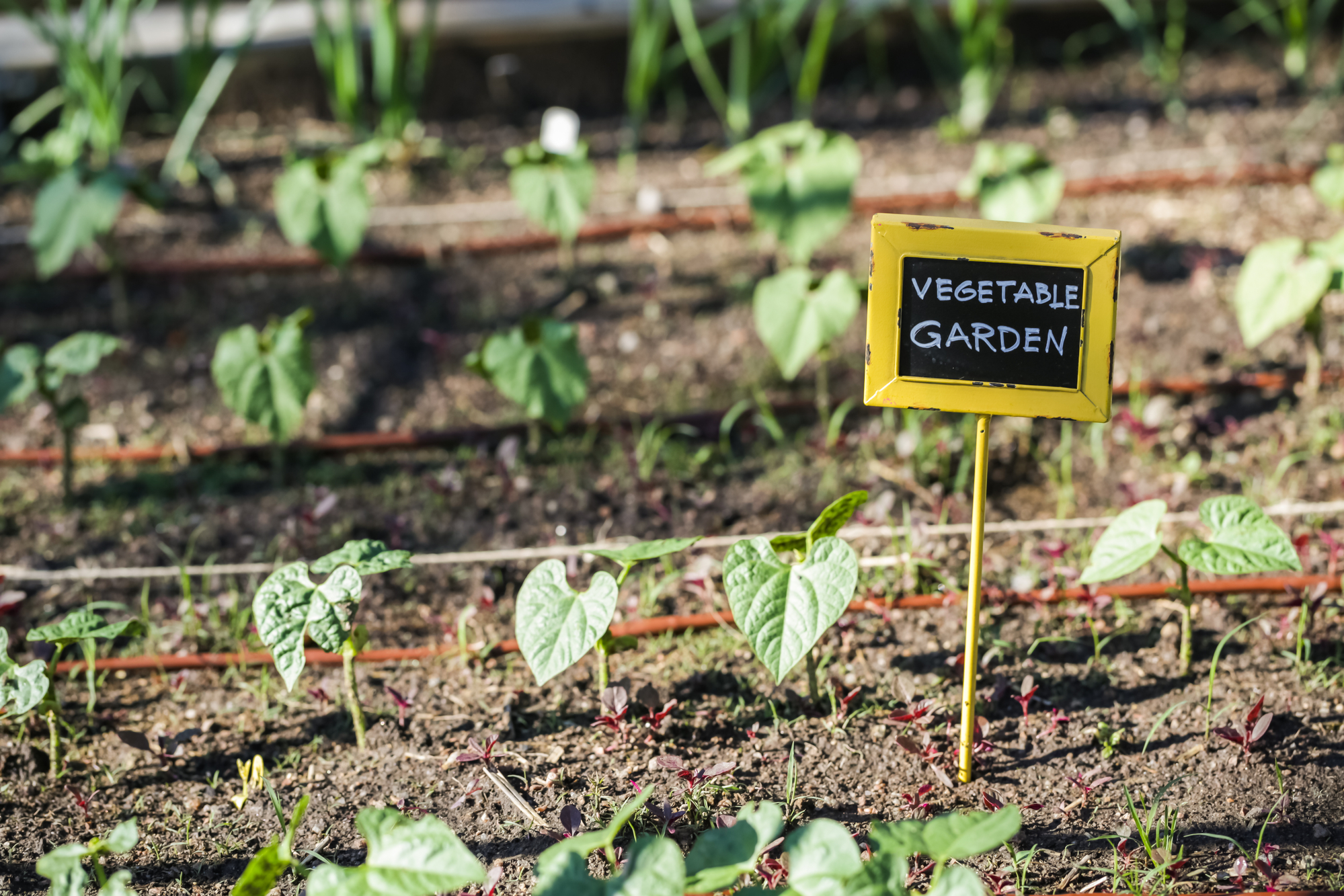 Everything You Need to Know to Find Community Gardening Opportunities Close to Home