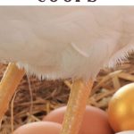 Fake Eggs in Chicken Coops