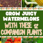 Grow Juicy Watermelons with These 12 Companion Plants