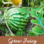 Grow Juicy Watermelons with These 12 Companion Plants