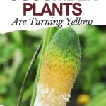 Here’s Why Your Cucumber Plants Are Turning Yellow