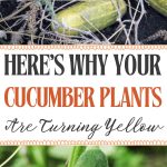 Here's Why Your Cucumber Plants Are Turning Yellow