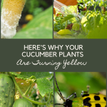 Here's Why Your Cucumber Plants Are Turning Yellow