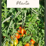 How Properly Prune Tomato Plants