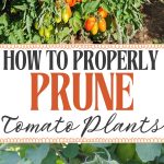 How Properly Prune Tomato Plants