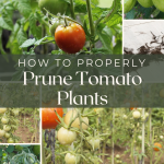 How Properly Prune Tomato Plants