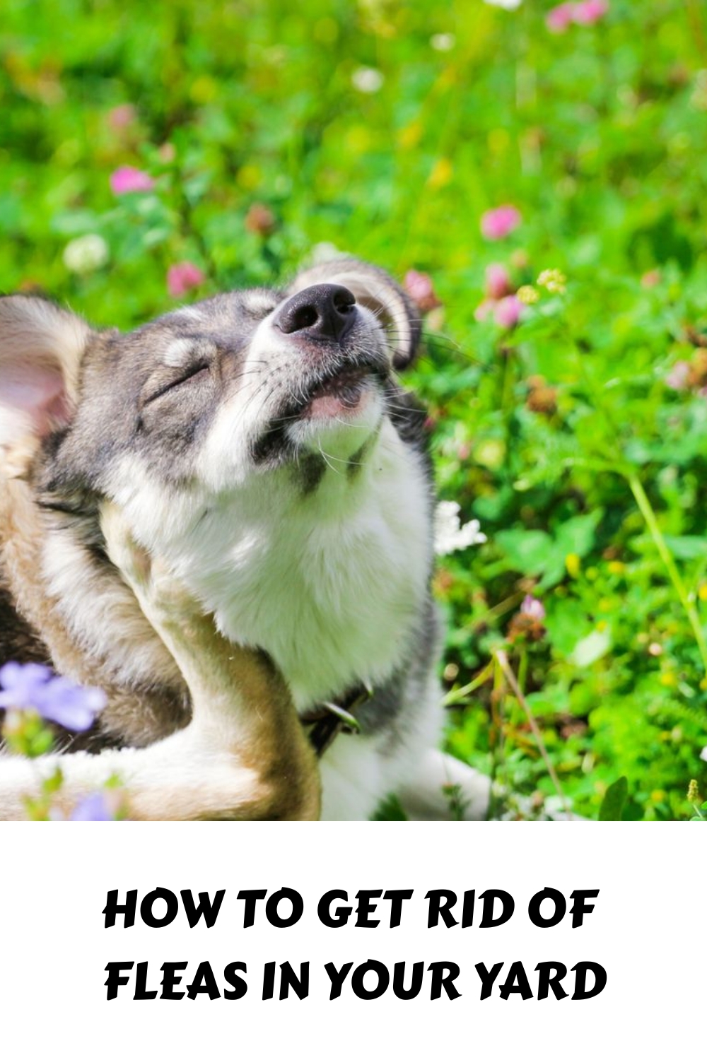 Picture Idea: How To Get Rid Of Fleas In Your Yard
