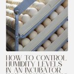 Chicken eggs in an incubator