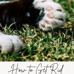 How to Get Rid of Ticks in Your Yard Without Pesticides Pin