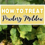 How to treat powdery mildew
