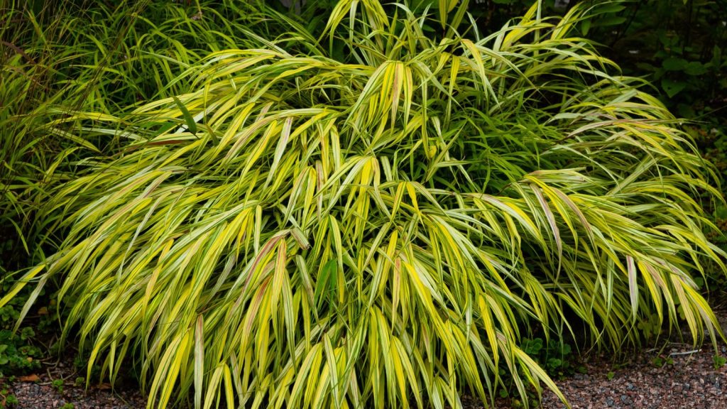 15 Stunning Companion Plants for Your Hydrangeas 6 Japanese Forest Grass