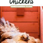 Lifehacks and Tips For Raising Backyard Chickens