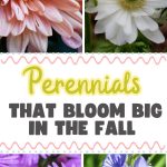 Perennials that bloom big in the fall