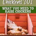 Raising Chickens 101 What You Need to Raise Chickens