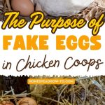 The Purpose of Fake Eggs in Chicken Coops