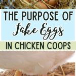 The Purpose of Fake Eggs in Chicken Coops