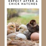chicks hatching