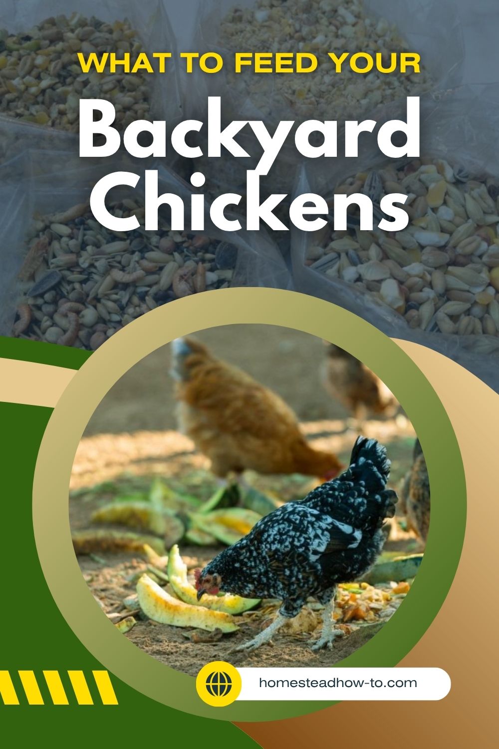 What To Feed Your Backyard Chickens