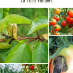 What's Really Causing Your Tomato Leaves to Turn Yellow?
