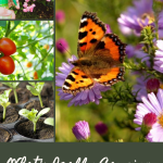 What's Really Causing Your Tomato Leaves to Turn Yellow?