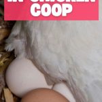 Why Use Fake Eggs in Chicken Coop
