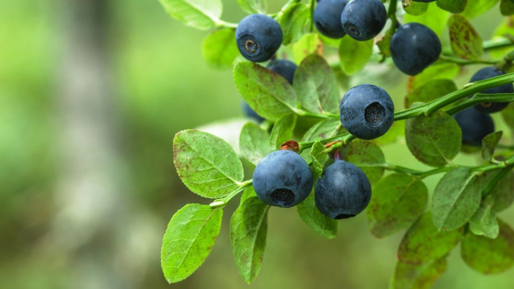 12 Plants That Will Make Bluebirds Flock to Your Garden 3 blueberry bushes