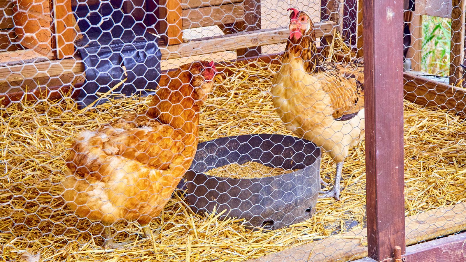 What Causes Rattly Breathing In Chickens?
