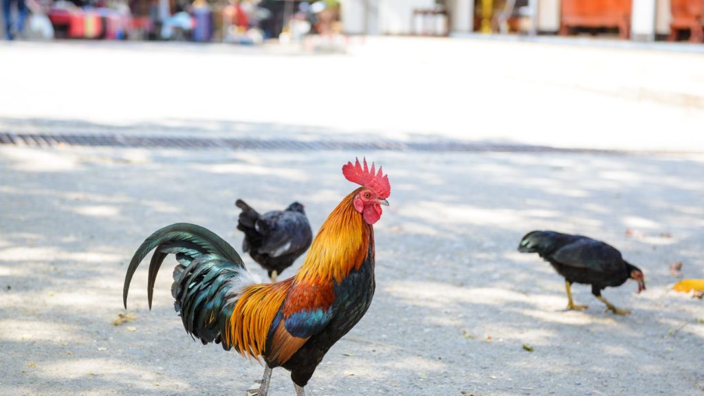 A beautiful rooster.