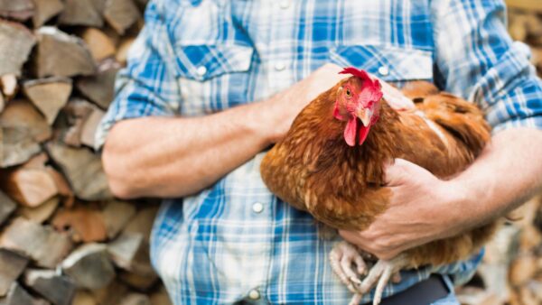 Why Is My Chicken Gagging? Common Causes And What To Watch For