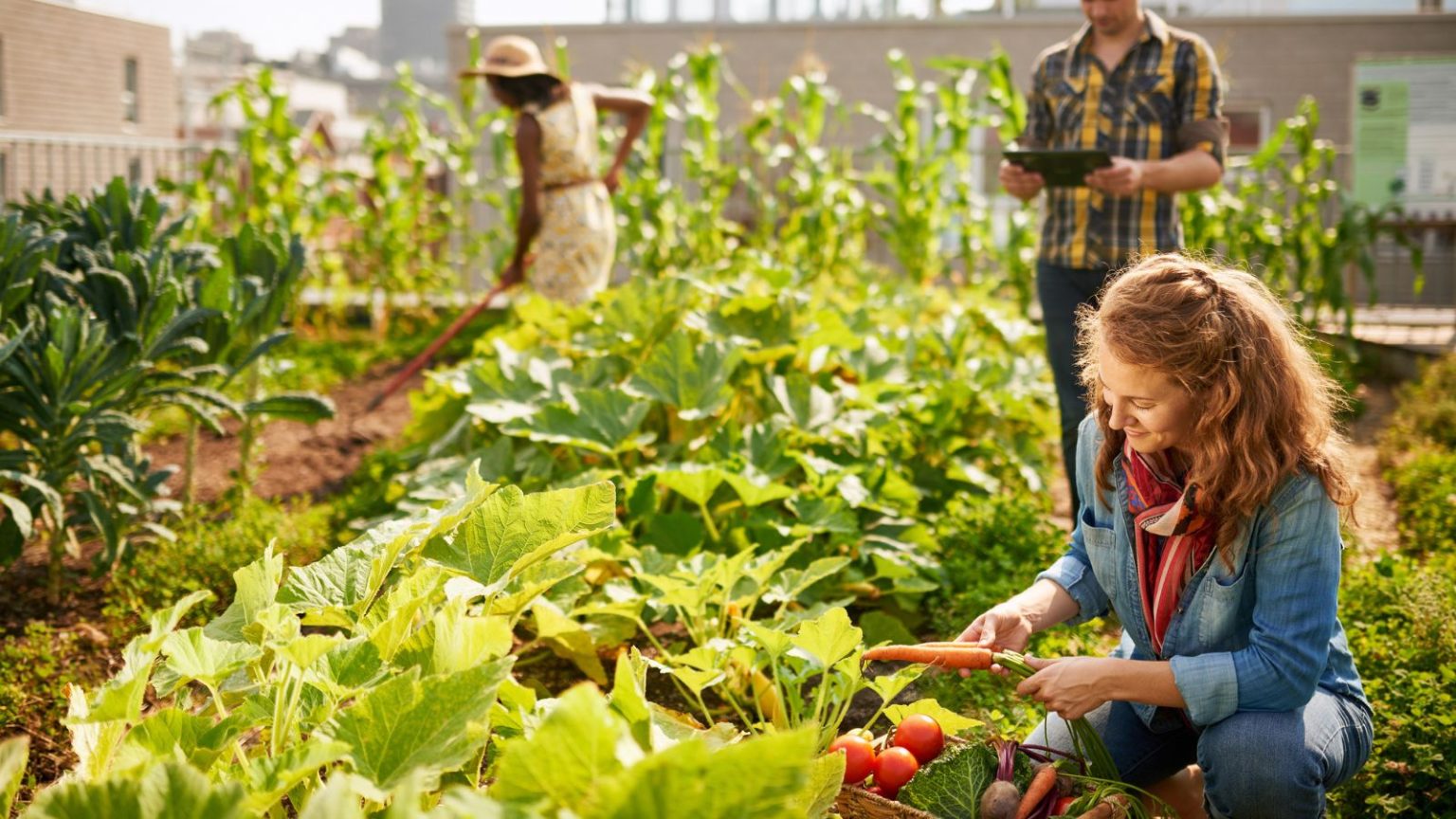 Community Homesteading How To Start A Homestead On One Acre