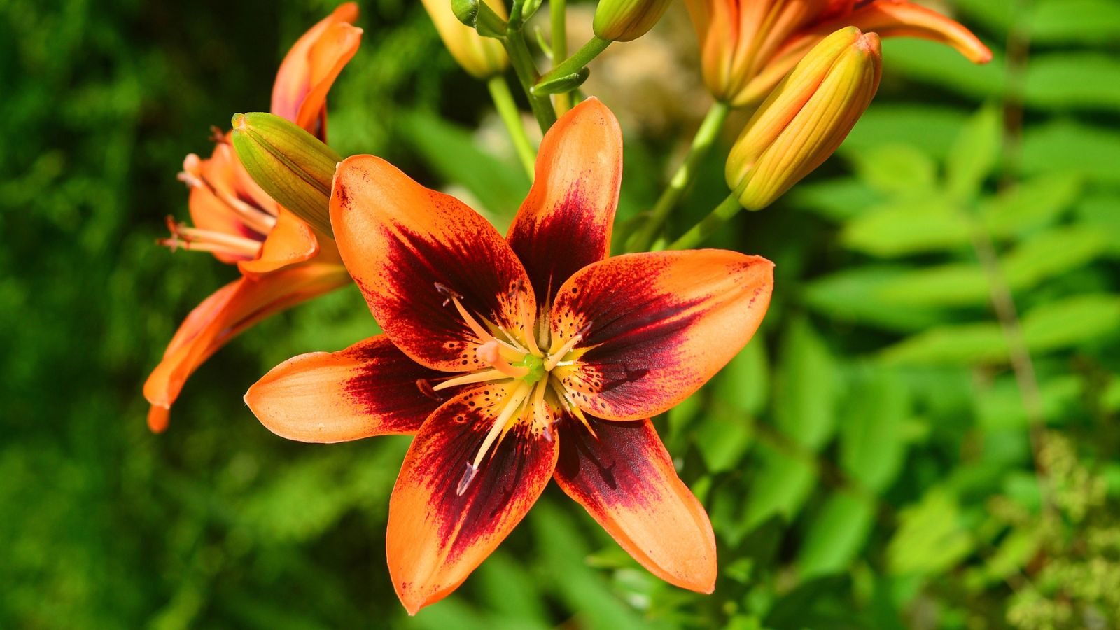 14 Plants That Make the Most of Clay Soil Conditions