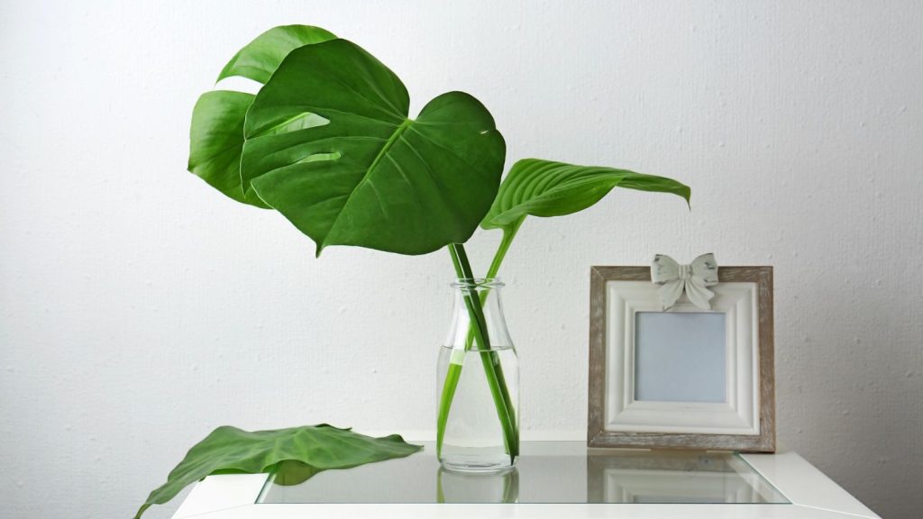 12 Plants You Can Grow In Water For Years