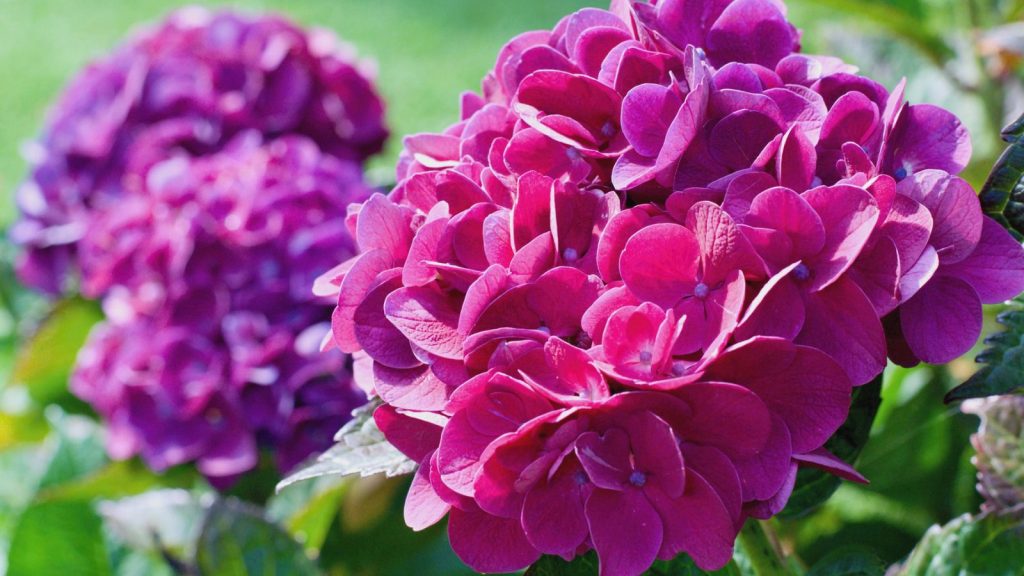 These “Cut and Come Again” Flowers Just Keep Giving 4 hydrangeas in pink