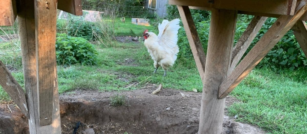 Worms in Chickens: How to Spot, Treat, and Prevent